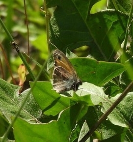 Small Heath