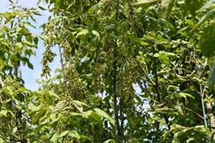 Acer negundo mexicanum