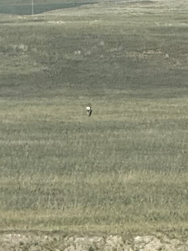 Pronghorn