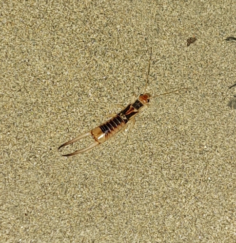 Shore Earwig
