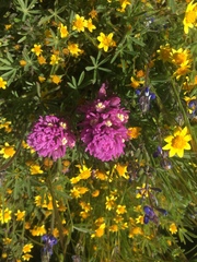 Castilleja exserta