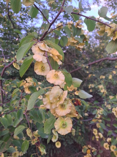 Jerusalem Thorn