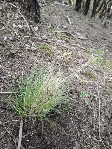 Poa imbecilla observed 2026-08-31