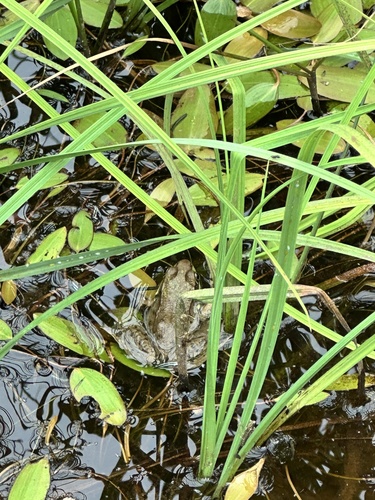 Green Frog