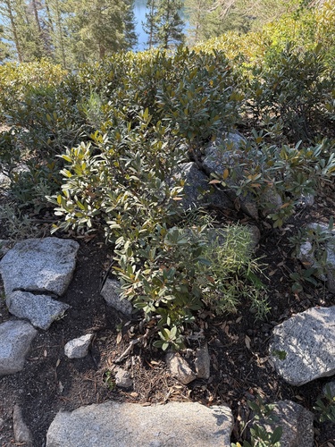 Chrysolepis sempervirens, photograph 4
