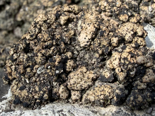 Scaly Stippled Lichen