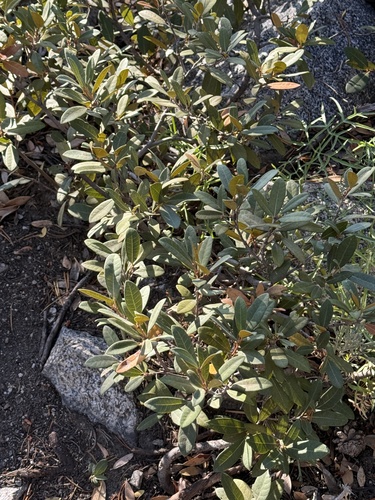 Chrysolepis sempervirens, photograph 5