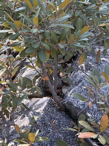 Chrysolepis sempervirens, photograph 6