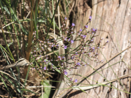 Limonium carolinianum, photograph 6