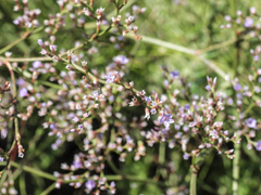 author not stated, no rights reserved Limonium carolinianum, photograph author not stated, no rights reserved
