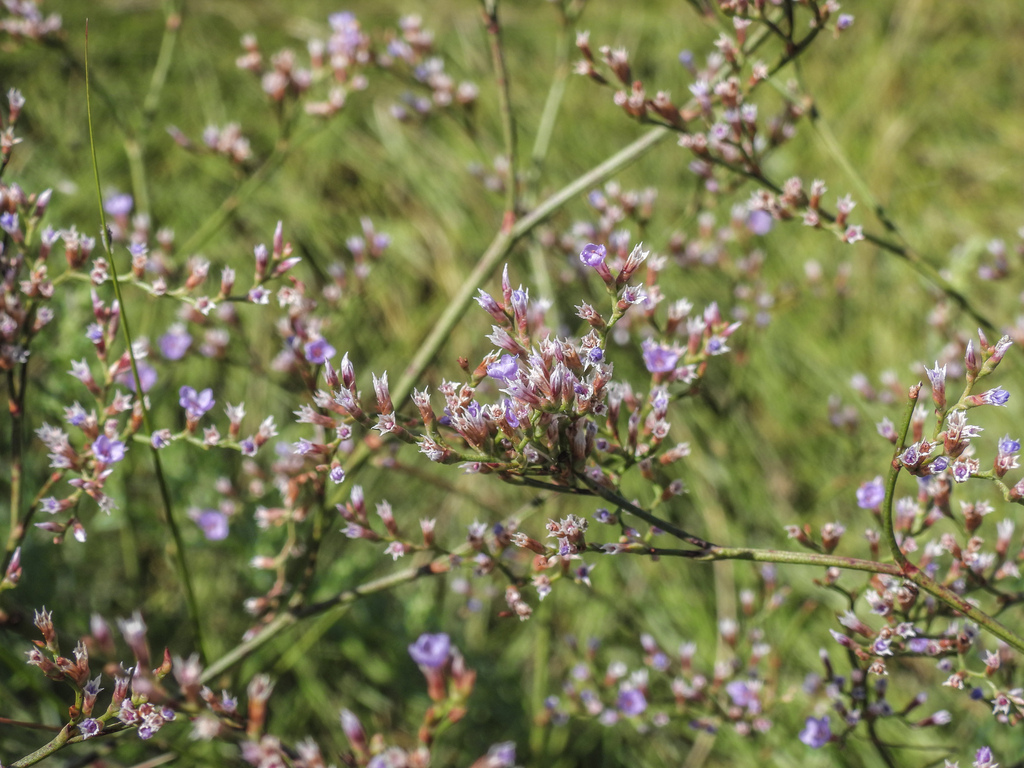 Limonium carolinianum; photograph author not stated, no rights reserved
