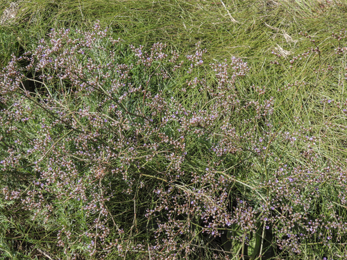 Limonium carolinianum, photograph 4
