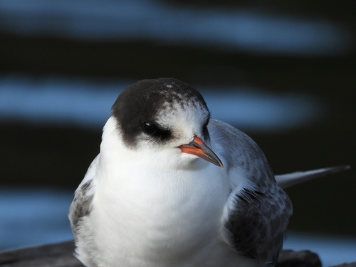 Sterne arctique