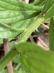 Lithospermum virginianum