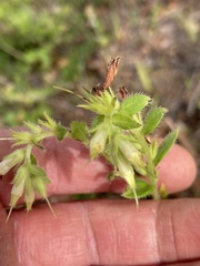 Lithospermum virginianum
