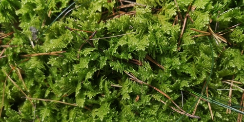 Ostrich-plume Moss