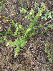 Lithospermum virginianum