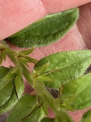 Lithospermum virginianum