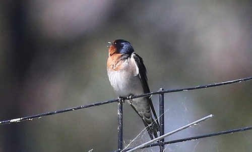 Welcome Swallow