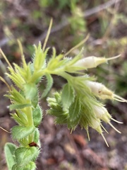 Lithospermum virginianum