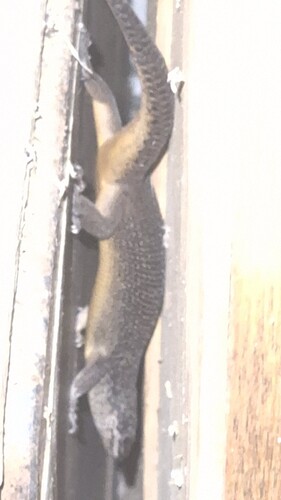 Black Rock Skink