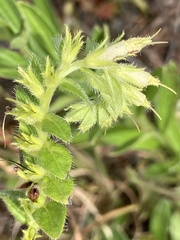 Lithospermum virginianum