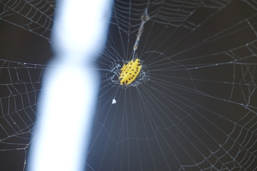 Spinybacked Orbweaver (Gasteracantha cancriformis)