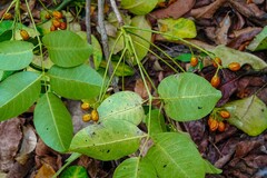 Metopium brownei
