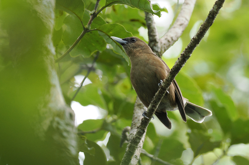 Clytorhynchus pachycephaloides observed 2026-08-13