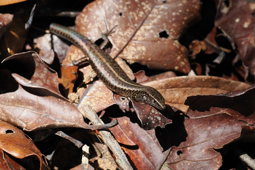 Caledoniscincus austrocaledonicus observed 2026-08-13
