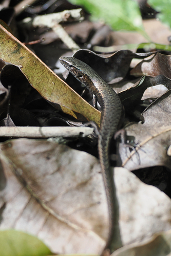 Caledoniscincus austrocaledonicus observed 2026-08-13