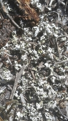 Cladonia prostrata