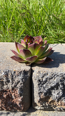 Sempervivum tectorum