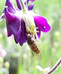 Episyrphus balteatus