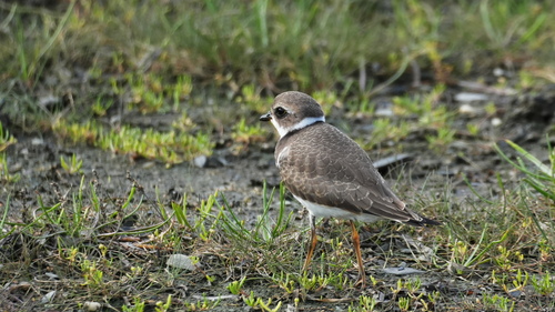 Semipalmated Plover