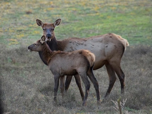 Wapiti