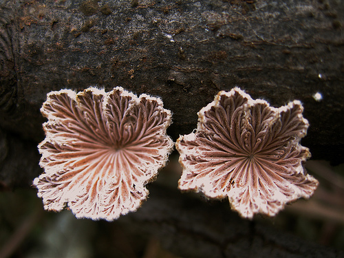 Schizophyllum