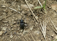 Sphenophorus striatopunctatus