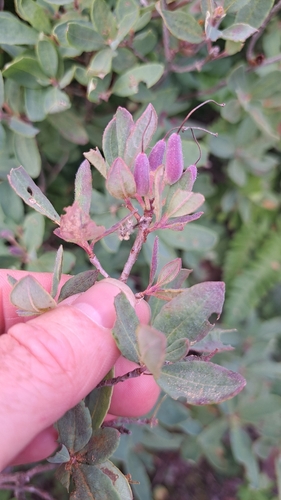 Rhodora