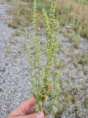 Dysphania botrys, photograph (c) Sam Turner, some rights reserved (CC BY)