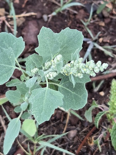Chenopodium opulifolium, photograph 2