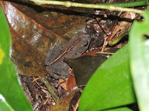 Ornate Forest toad