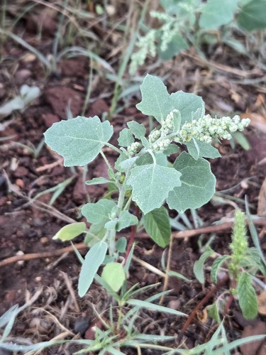 Chenopodium opulifolium