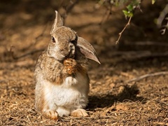 Sylvilagus audubonii