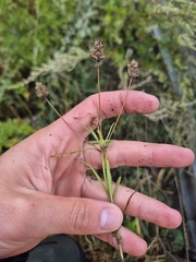 Plantago arenaria, photograph (c) Sam Turner, some rights reserved (CC BY)