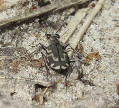 Cicindela repanda repanda