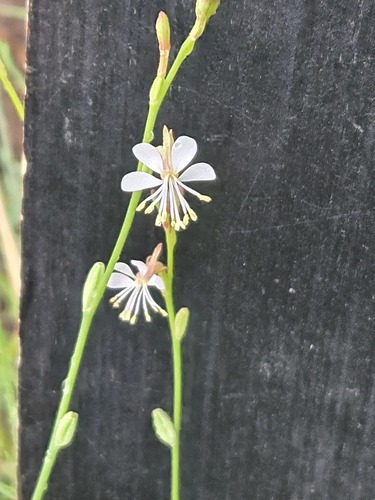 Oenothera podocarpa