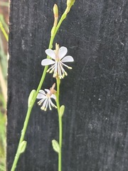 Oenothera podocarpa