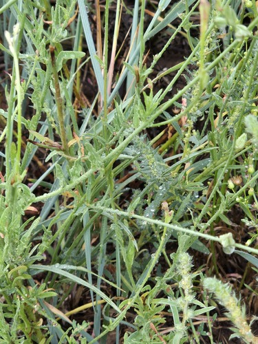 Oenothera podocarpa, photograph 2