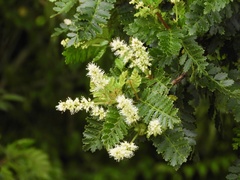 Weinmannia trichosperma